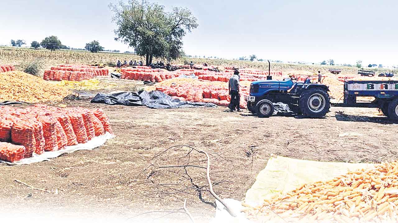 మక్క రైతుకు మద్దతు దక్కేనా?