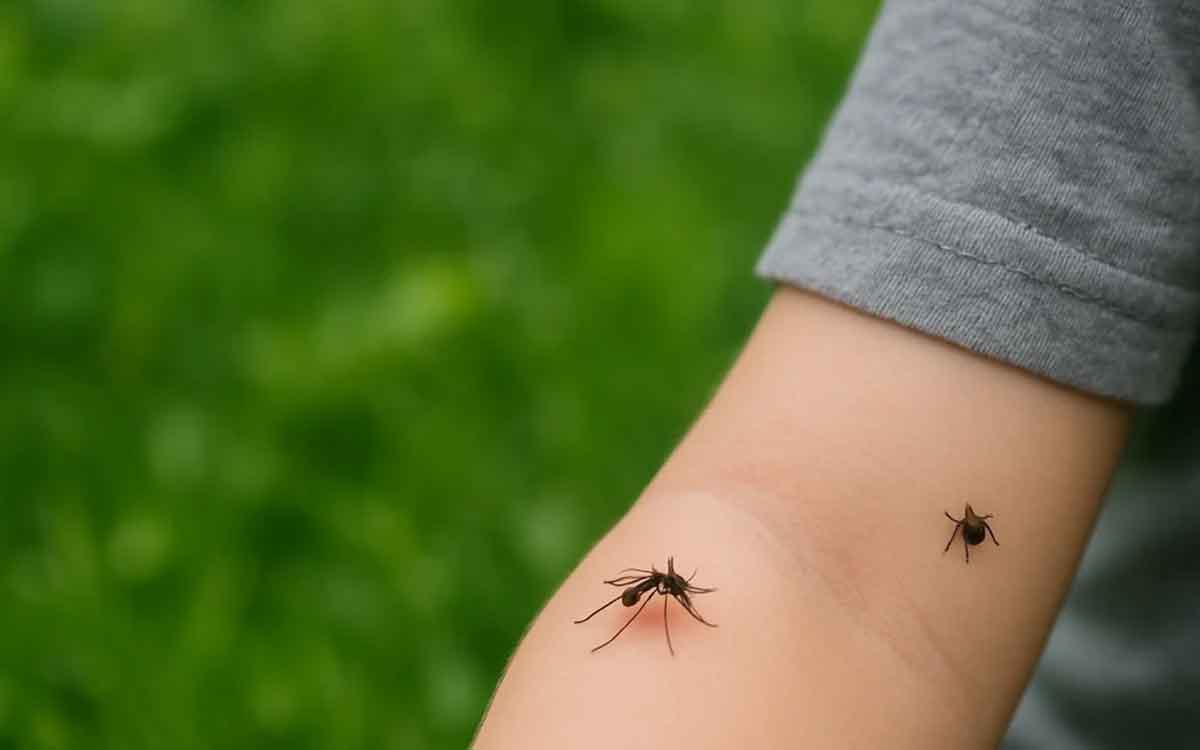 Mosquitoes | దోమ‌లు మ‌నుషుల‌ను ఎలా గుర్తించి కుడ‌తాయి..? సైంటిస్టుల ఆస‌క్తిక‌ర ప‌రిశోధ‌న‌..