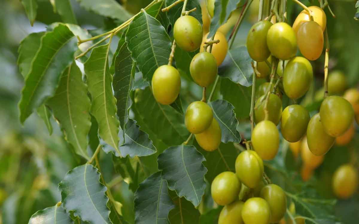 Neem | ప్యాంక్రియాటిక్ క్యాన్స‌ర్‌ను అడ్డుకునే శ‌క్తి వేప‌కు ఉంది.. సైంటిస్టుల ప‌రిశోధ‌న‌లో వెల్ల‌డి..