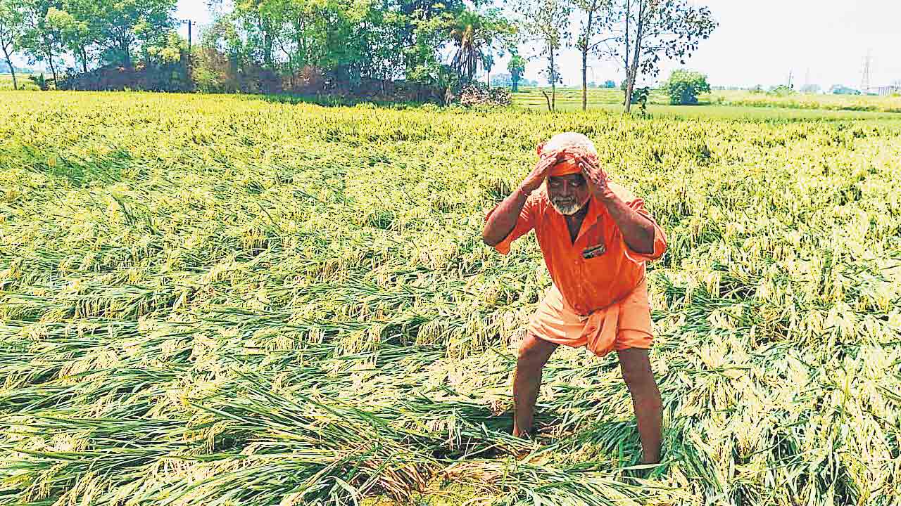 అన్నదాతకు అకాల నష్టం.. చెడగొట్టు వానలకు నేలకొరిగిన మక్క, వరి పంటలు.. రాలిన మామిడి