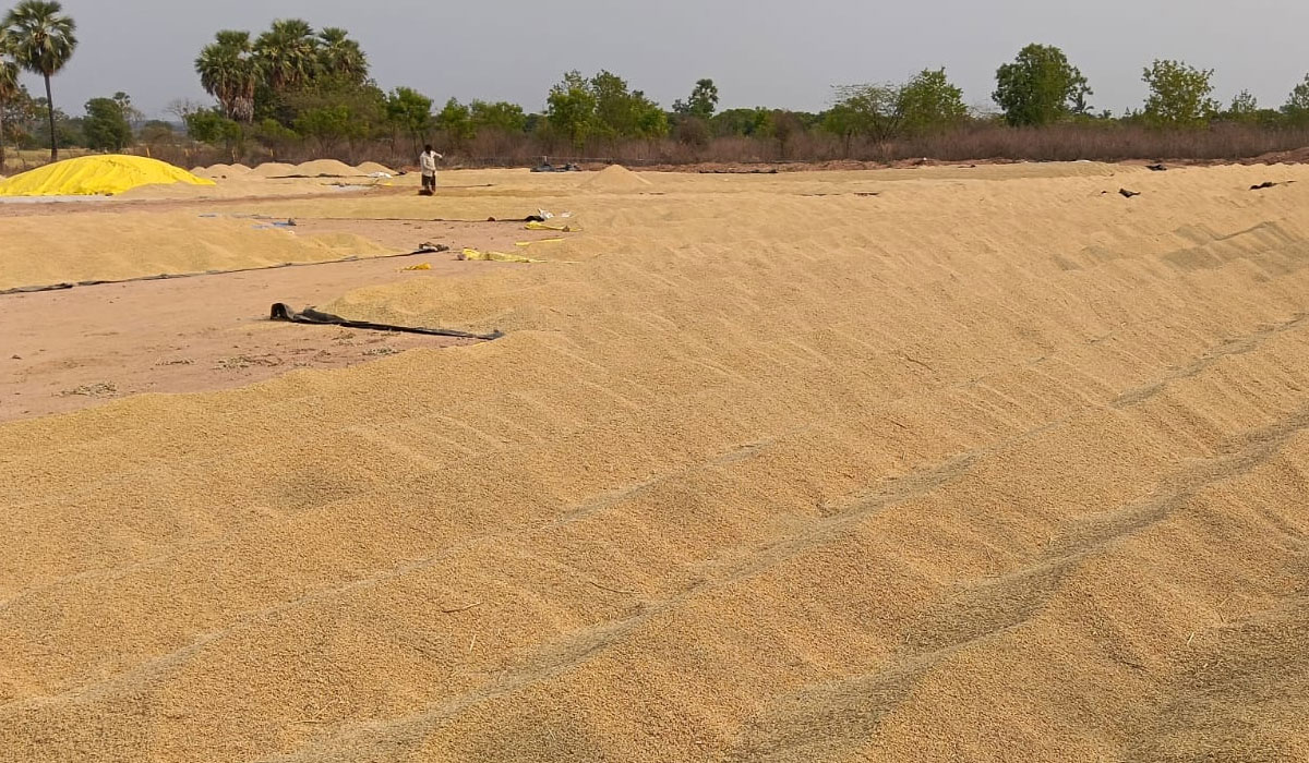 Farmers | ఎకరాకు 32 క్వింటాళ్ల నిబంధనతో ఇబ్బందులు.. మిగతా ధాన్యం ఎక్కడ విక్రయించాలని ప్రశ్నిస్తున్న రైతులు