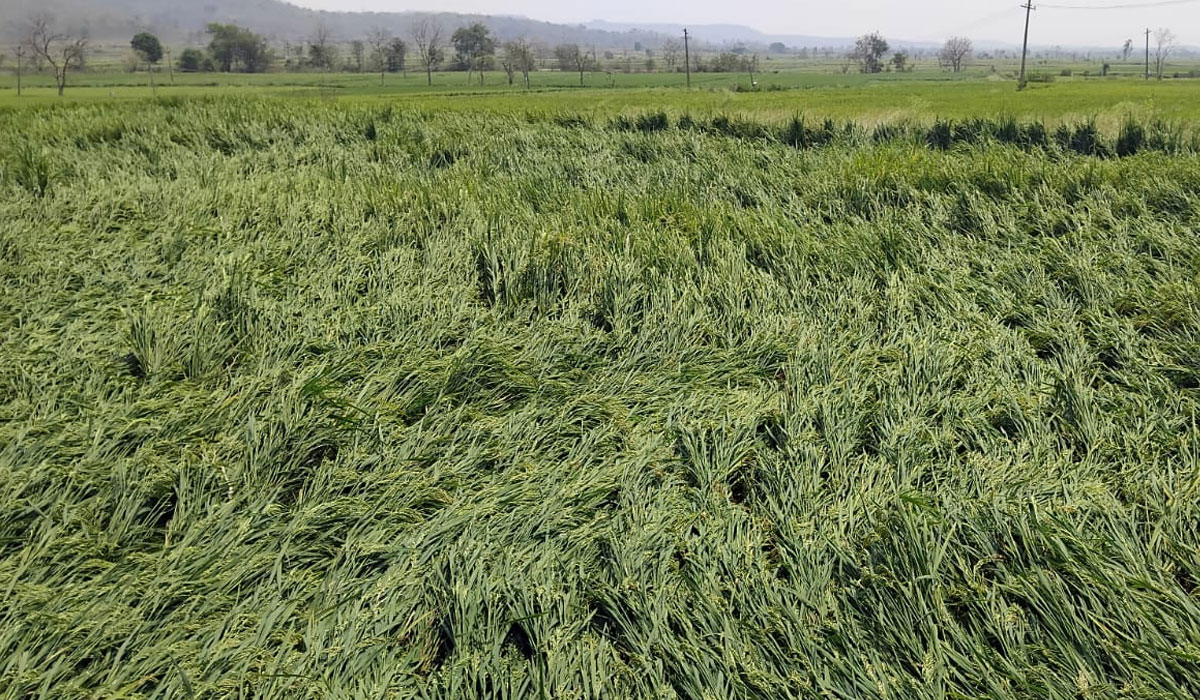 Sirikonda | సిరికొండలో వడగండ్ల వాన.. రైతుకు అపార నష్టం