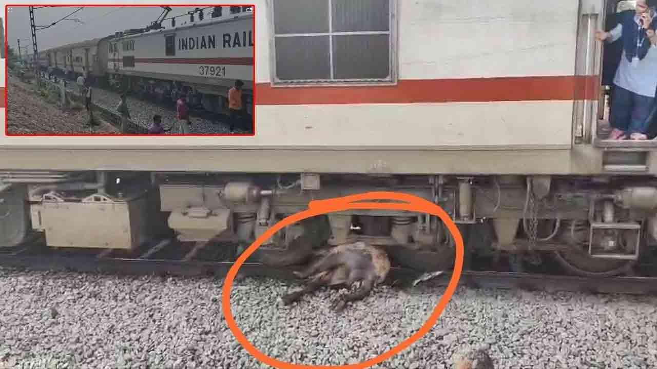 Palnadu Simhadri Express | గేదెను ఢీకొట్టిన పల్నాడు-సింహాద్రి ఎక్స్‌ప్రెస్‌.. తప్పిన పెను ప్రమాదం