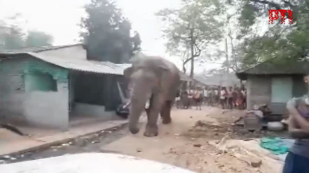 West Bengal: పోలింగ్ బూత్‌కు వ‌చ్చిన రామ్‌లాల్‌..  బెంగాల్ ఎన్నిక‌ల్లో ఏనుగు హ‌డావుడి.. వీడియో