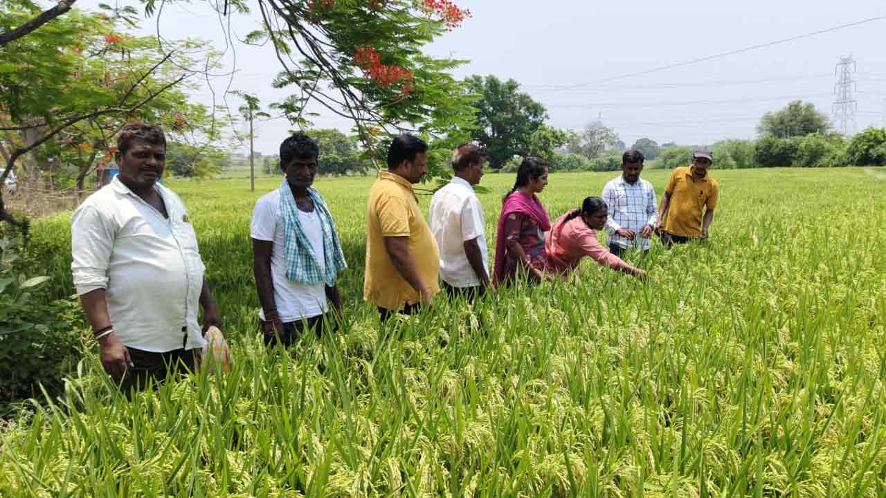 రైతులు యూరియా వాడకాన్ని తగ్గించాలి : స్వరూప రాణి