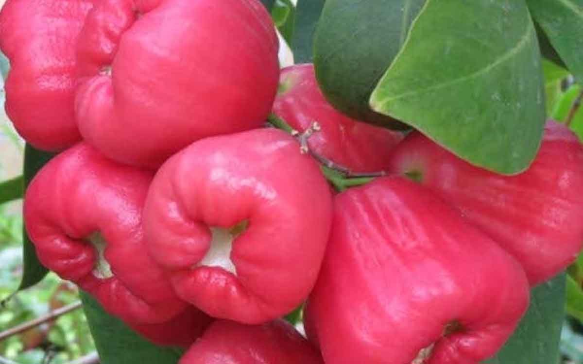 Rose Apple | వేస‌వి కాలంలో త‌ప్ప‌కుండా తినాల్సిన పండ్లు ఇవి.. ఎన్నో లాభాల‌ను అందిస్తాయి..
