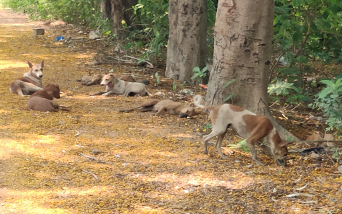 చికెన్ వ్యర్థాలకు అలవాటుపడ్డ కుక్కలు.. కార్మికులపై దాడులు