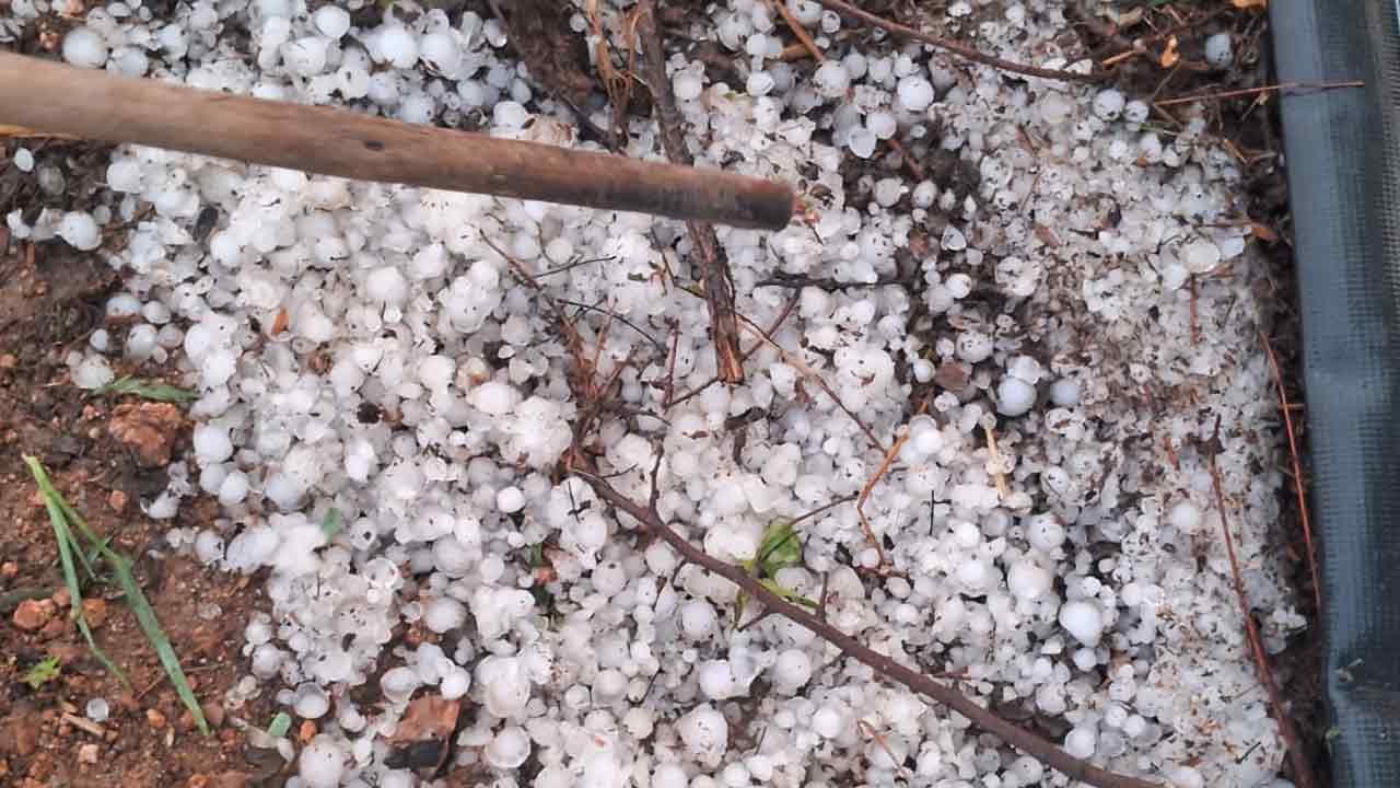 Sirikonda | సిరికొండ మండలంలో వడగండ్ల వానతో రైతుకు నష్టం