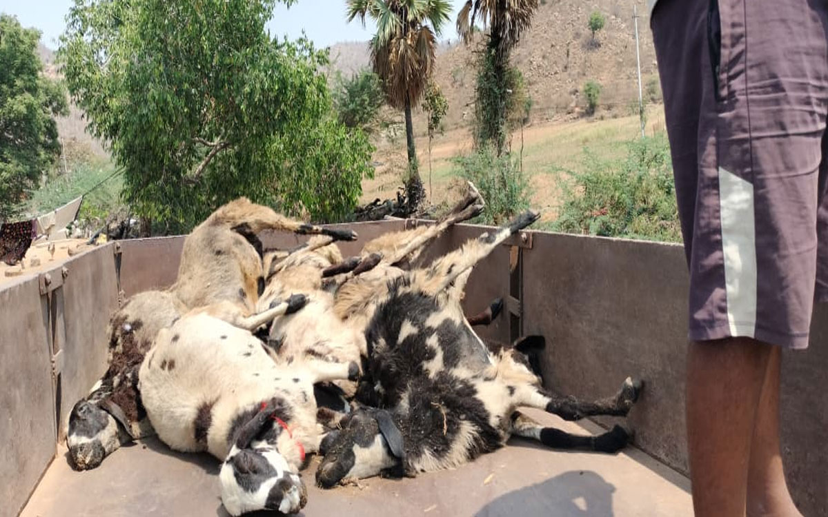 అంతు చిక్కని రోగంతో 50 గొర్రెలు మృతవాత