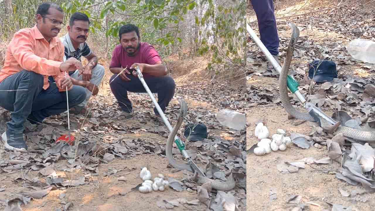 Rudrampur | గర్భిణి త్రాచు పామును పట్టుకున్న రెస్క్యూ టీమ్.. బంధించిన డబ్బాలో 18 గుడ్లు పెట్టిన కోబ్రా..!
