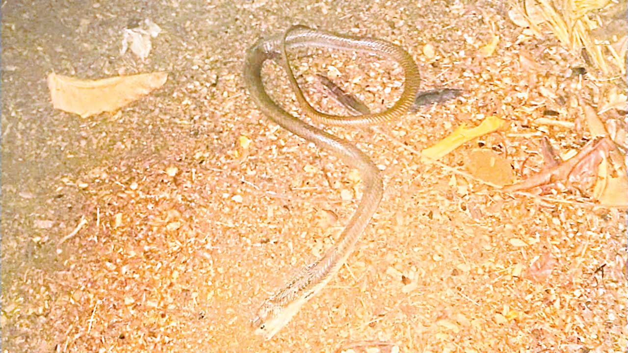 మోడల్‌స్కూల్‌ హాస్టల్‌ గదిలోకి నాగుపాము