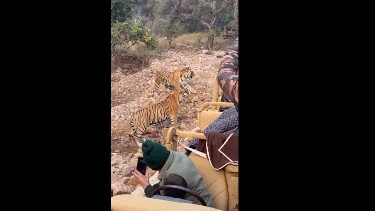 Tigers Fight | పులులు ఫైట్ చేస్తున్నా.. డోన్ట్ కేర్‌ అంటున్న టూరిస్టులు వీడియో