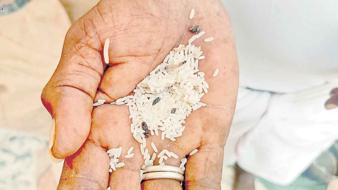 రేషన్‌ బియ్యంలో పురుగులు