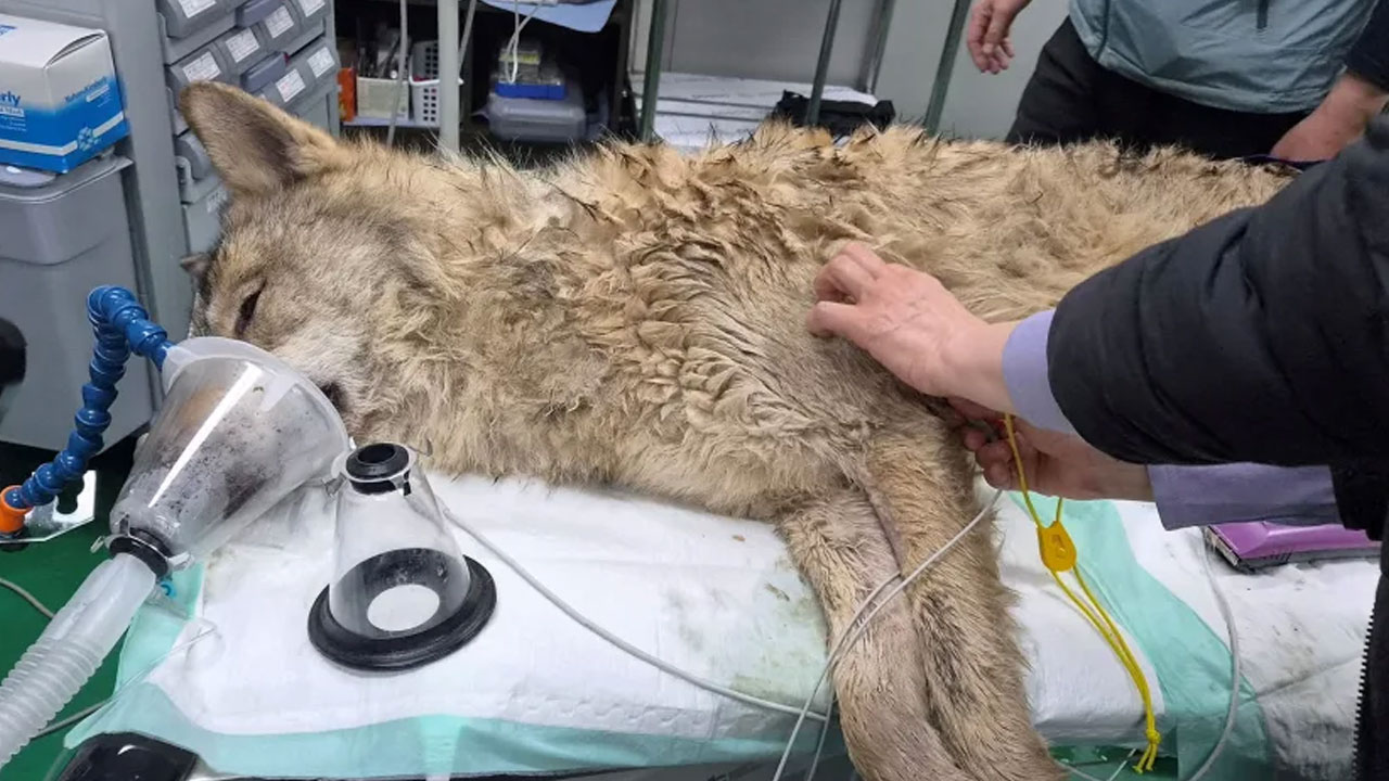 Wolf Returns: జూ నుంచి అదృశ్య‌మైన తోడేలు.. 9 రోజుల త‌ర్వాత మ‌ళ్లీ చిక్కింది.. దేశ‌వ్యాప్తంగా సంబ‌రాలు