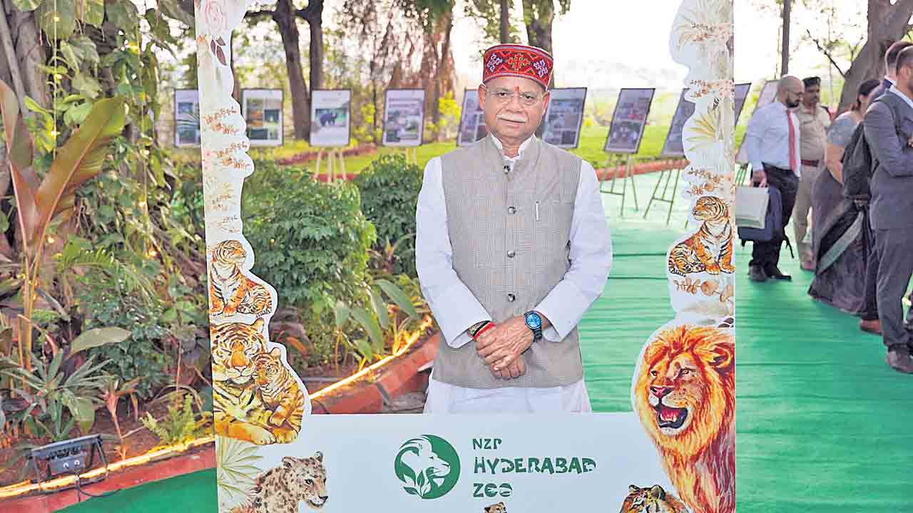 పులిపిల్లలను దత్తత తీసుకున్న గవర్నర్‌