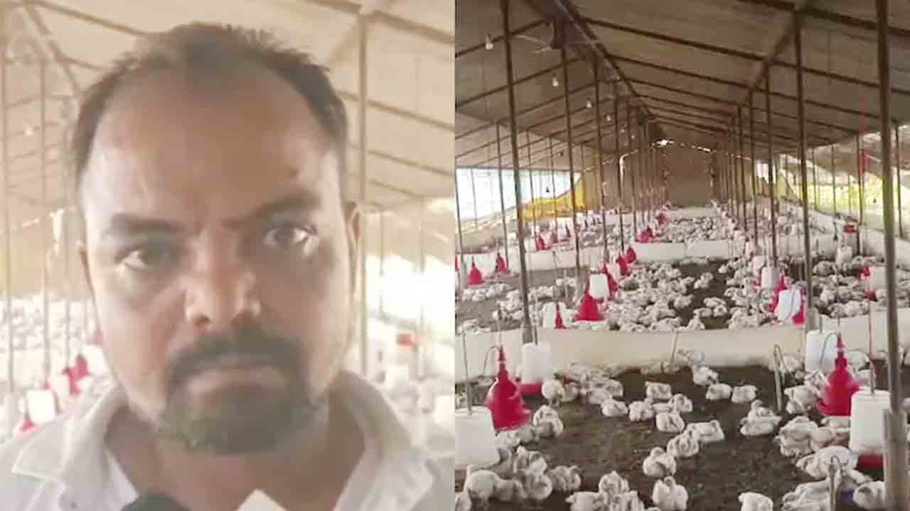 డీజే సౌండ్‌ తట్టుకోలేక 140 కోళ్లు మృతి!