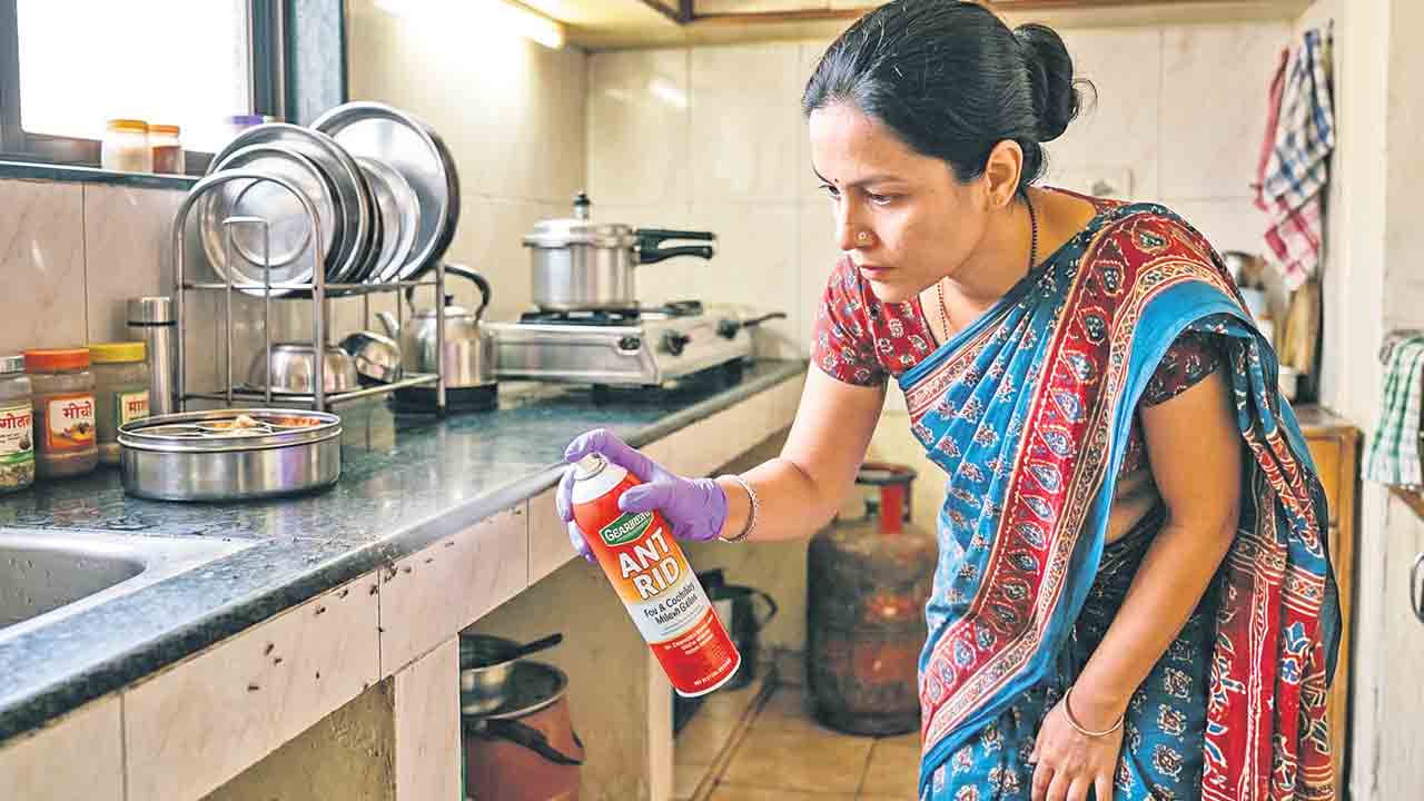 చీమలదండుకు ఇలా చెక్‌