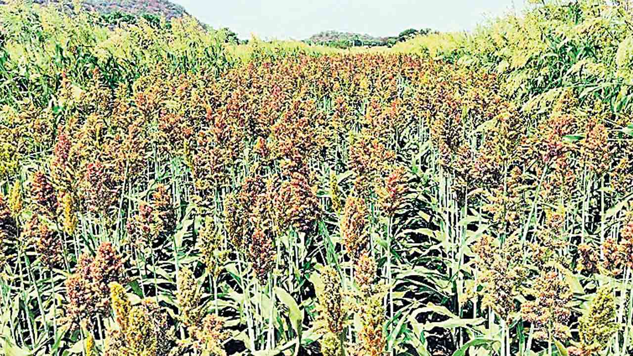 జొన్న రైతు దిగులు