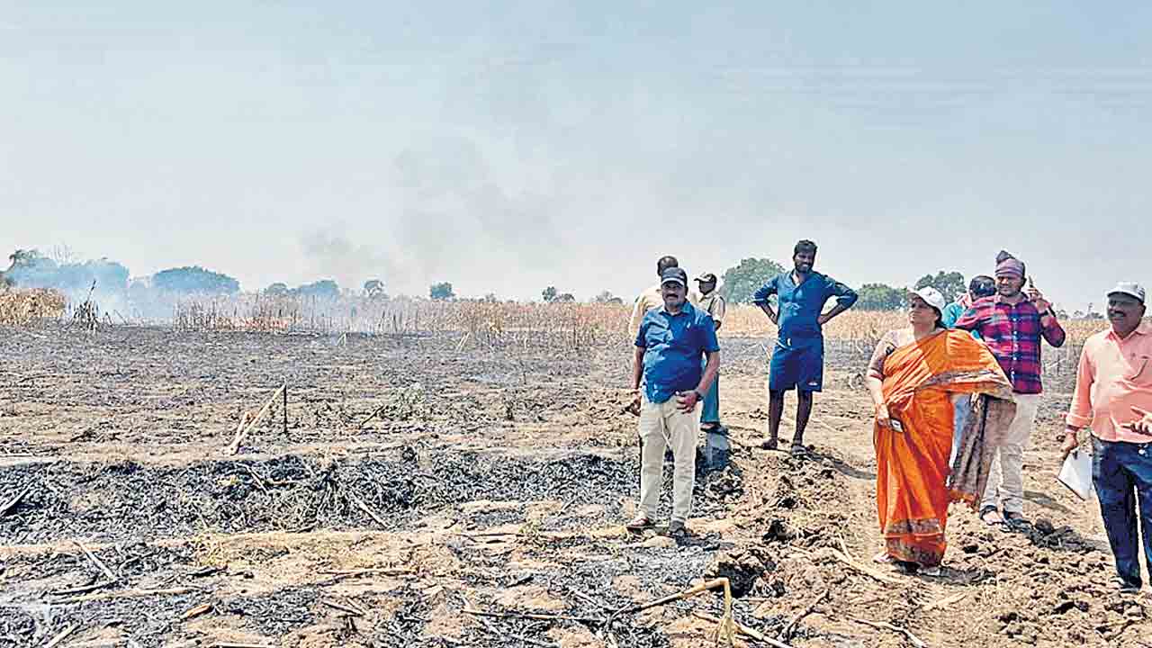 18 ఎకరాల్లో మక్కజొన్న పంట దగ్ధం