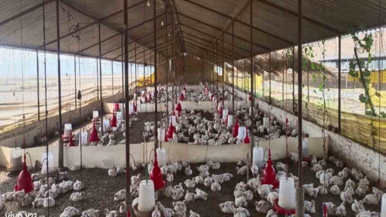 డీజే సౌండ్‌ తట్టుకోలేక 140 కోళ్లు మృతి!