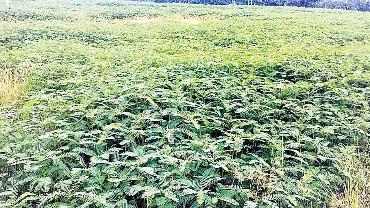 రైతులపై మరో పిడుగు.. ‘పచ్చిరొట్ట’ మరింత భారం