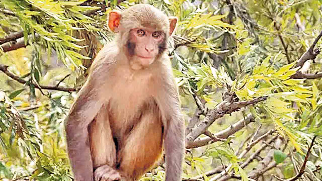 నోట్ల వర్షం కురిపించిన కోతి!