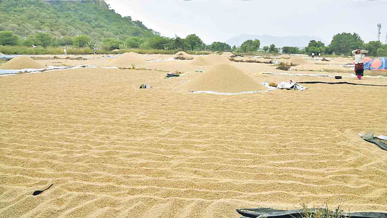 వరి రైతుకు మద్దతు అంతంతే