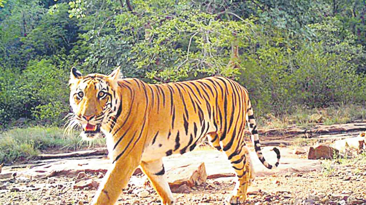 టైగర్‌ రిజర్వ్‌లో స్మార్ట్‌ఫోన్ల నిషేధం!