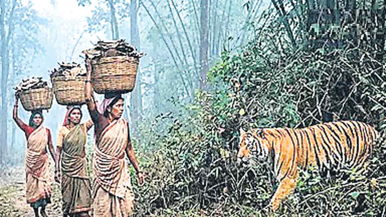 తునికాకు కోసం వెళ్లి పులికి బలి
