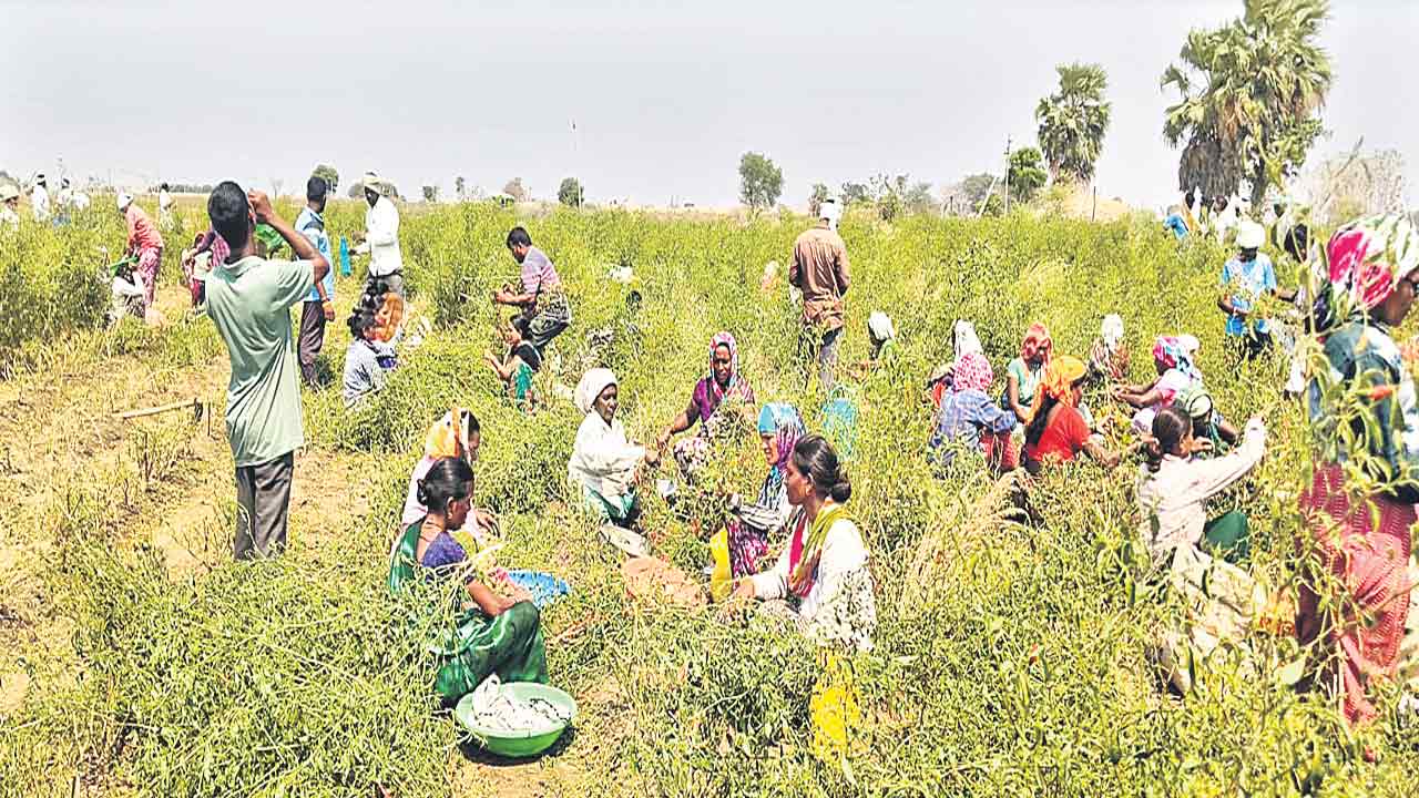 7న తమ్మిడిహట్టికి సీఎం రేవంత్‌