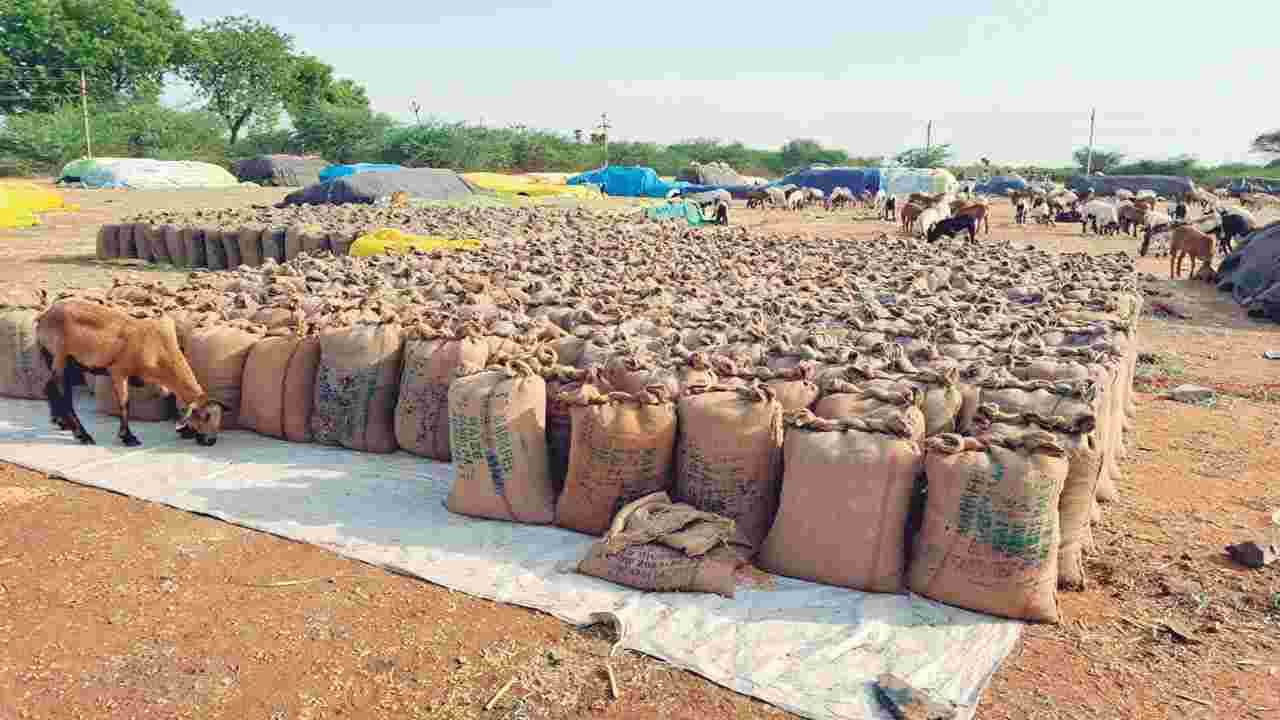 అచ్చంపేటలో 107 మక్కల బస్తాలు చోరీ