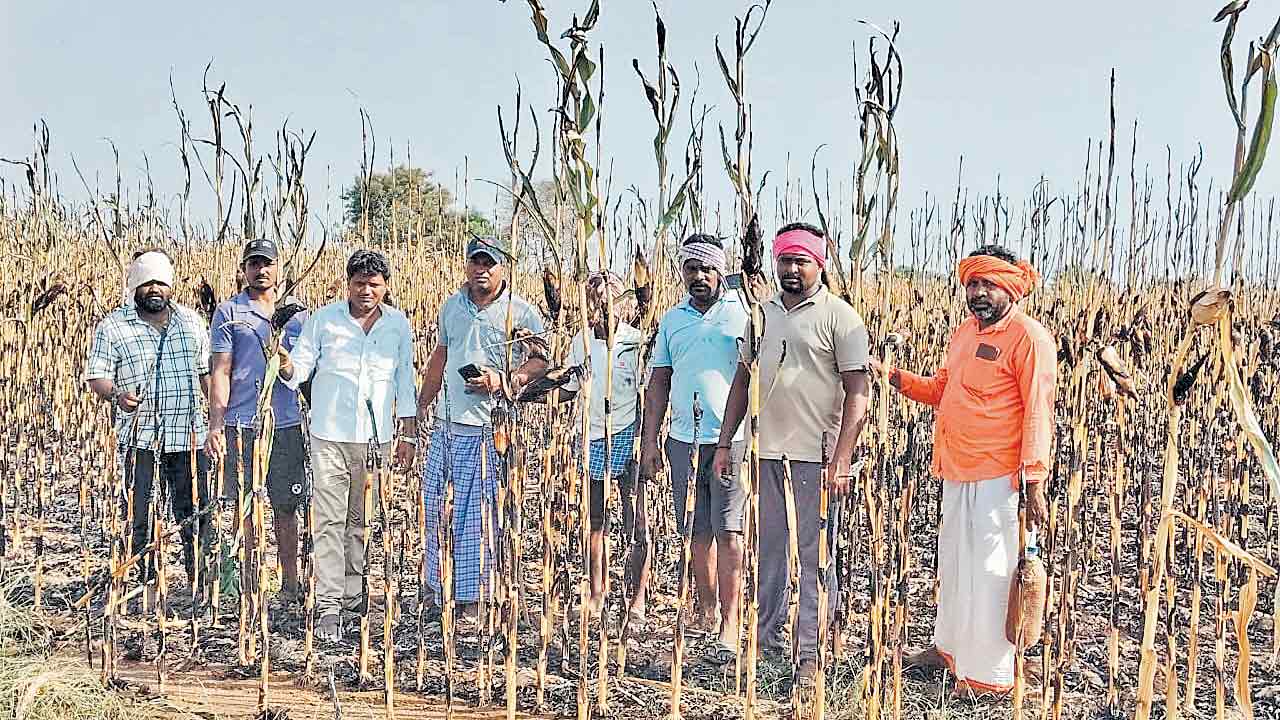 ప్రమాదవశాత్తు మక్కజొన్న పంట దగ్ధం