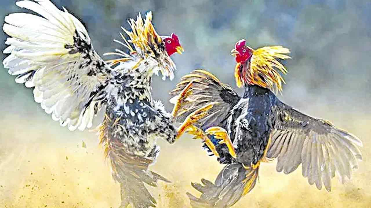 విప్‌ స్వగ్రామంలో కోడి పందాలు