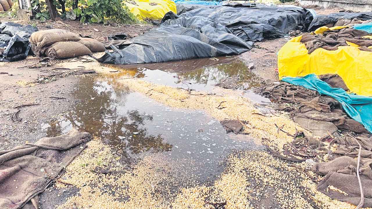 అకాల వర్షానికి తడిసిన మక్కలు, వడ్లు, జొన్నలు