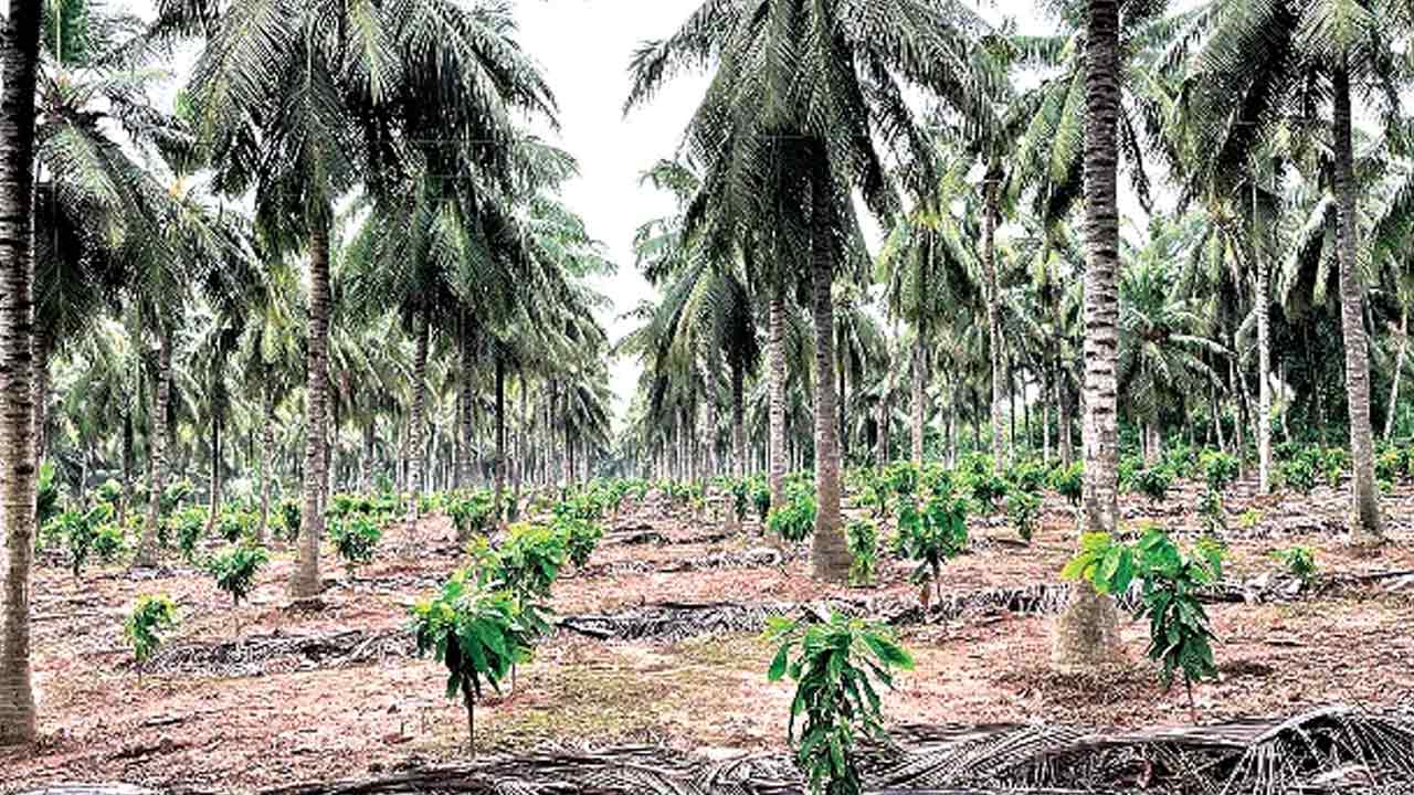ఉద్యాన సాగును విస్తరిస్తున్నాం