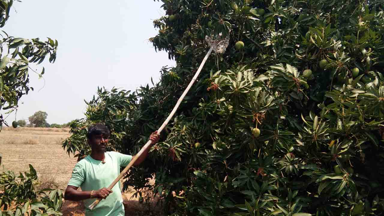 మామిడి కోతలో జాగ్రత్తలు తప్పనిసరి