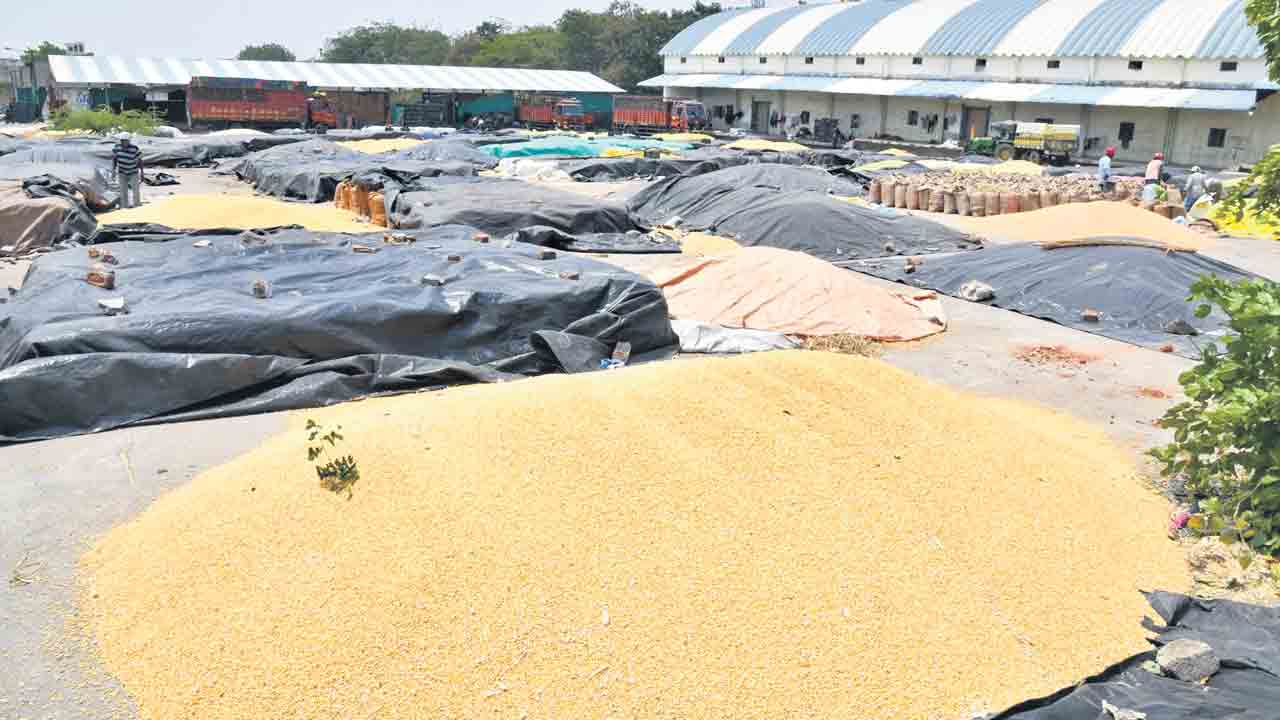 మక్క రైతు జేజారు