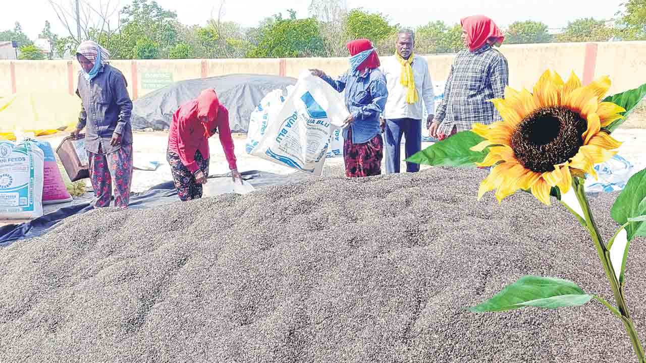 పొద్దుతిరుగుడు కొనేదెప్పుడు?