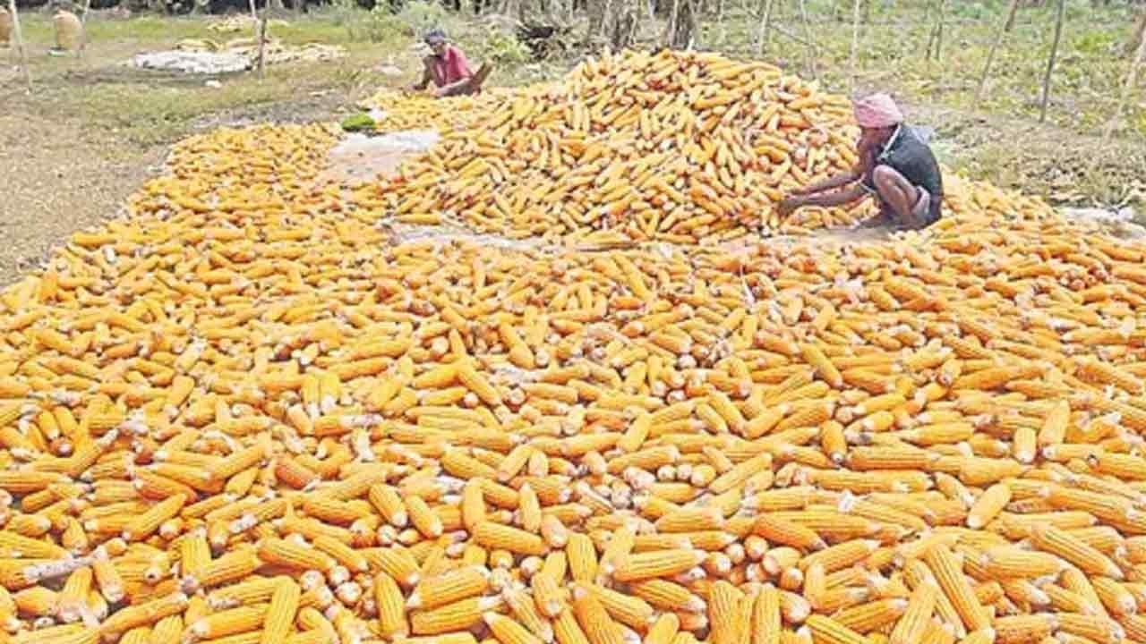 మక్కల టెండర్‌కు బేస్‌ప్రైస్‌..!