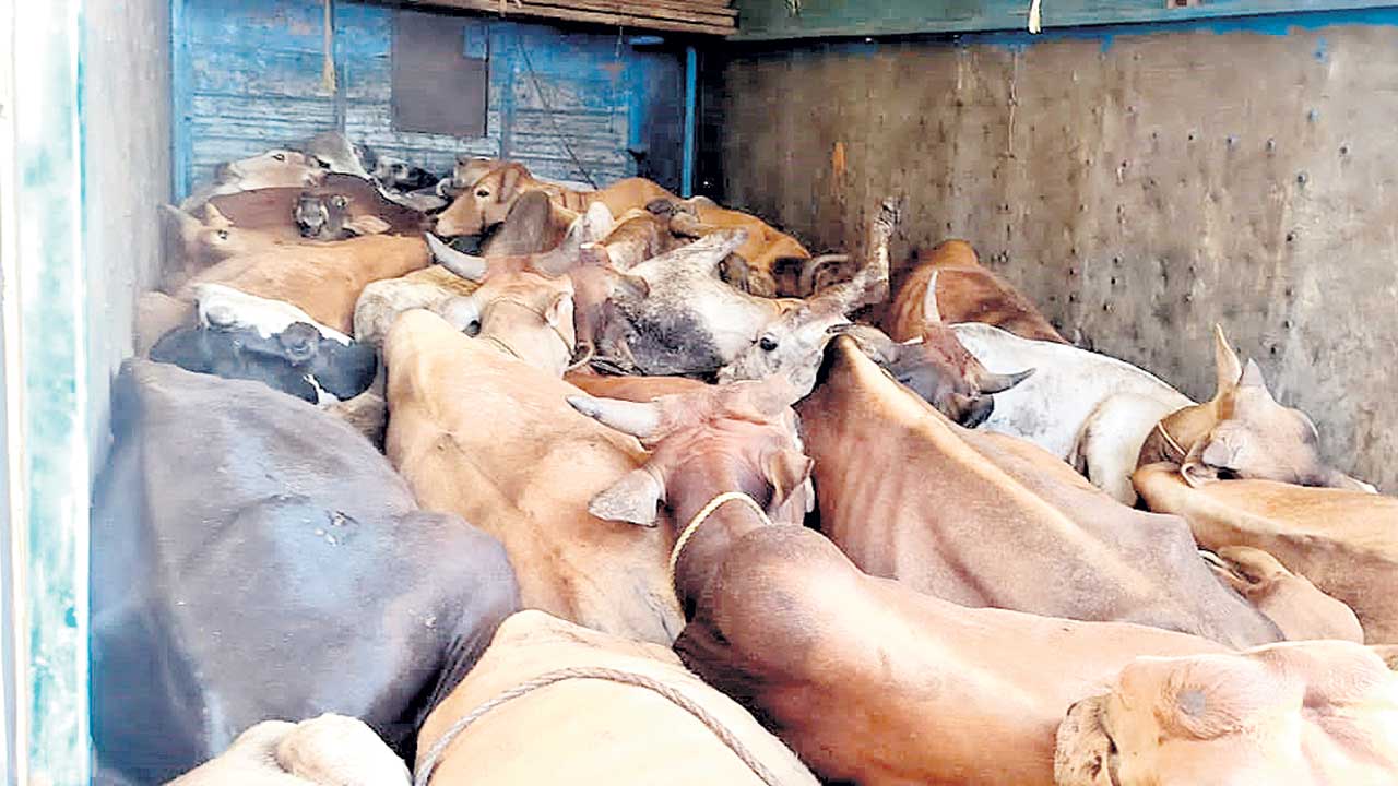 పశువుల అక్రమ రవాణా