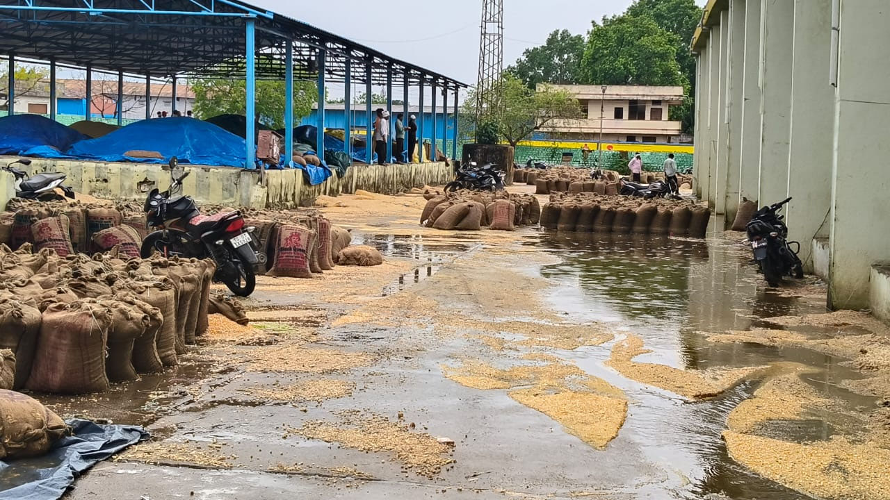 Heavy Rains | ఆదిలాబాద్ జిల్లాలో భారీ వర్షం .. మొక్కజొన్నకు అపార నష్టం