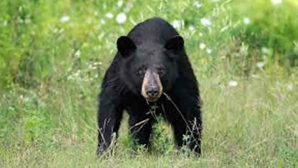 Bear attacks | తంగేడు పువ్వు కోసం వెళ్లిన వ్యక్తిపై ఎలుగుబంటి దాడి.. తీవ్ర గాయాలు