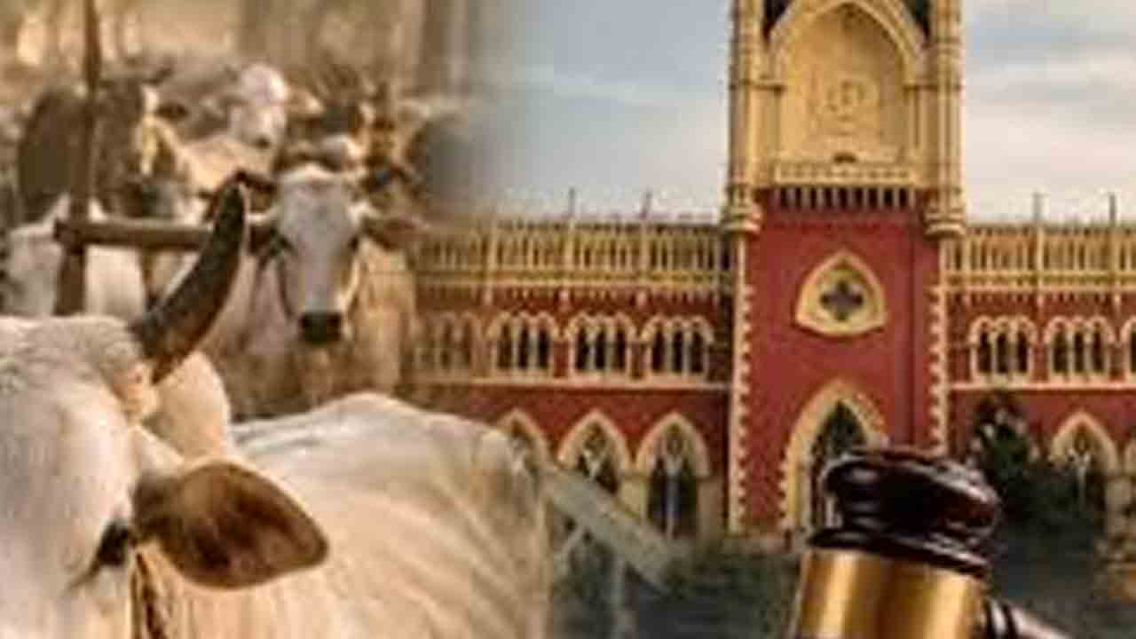 గోవు బలి ఈద్‌లో భాగం కాదు!.. కలకత్తా హైకోర్టు స్పష్టీకరణ