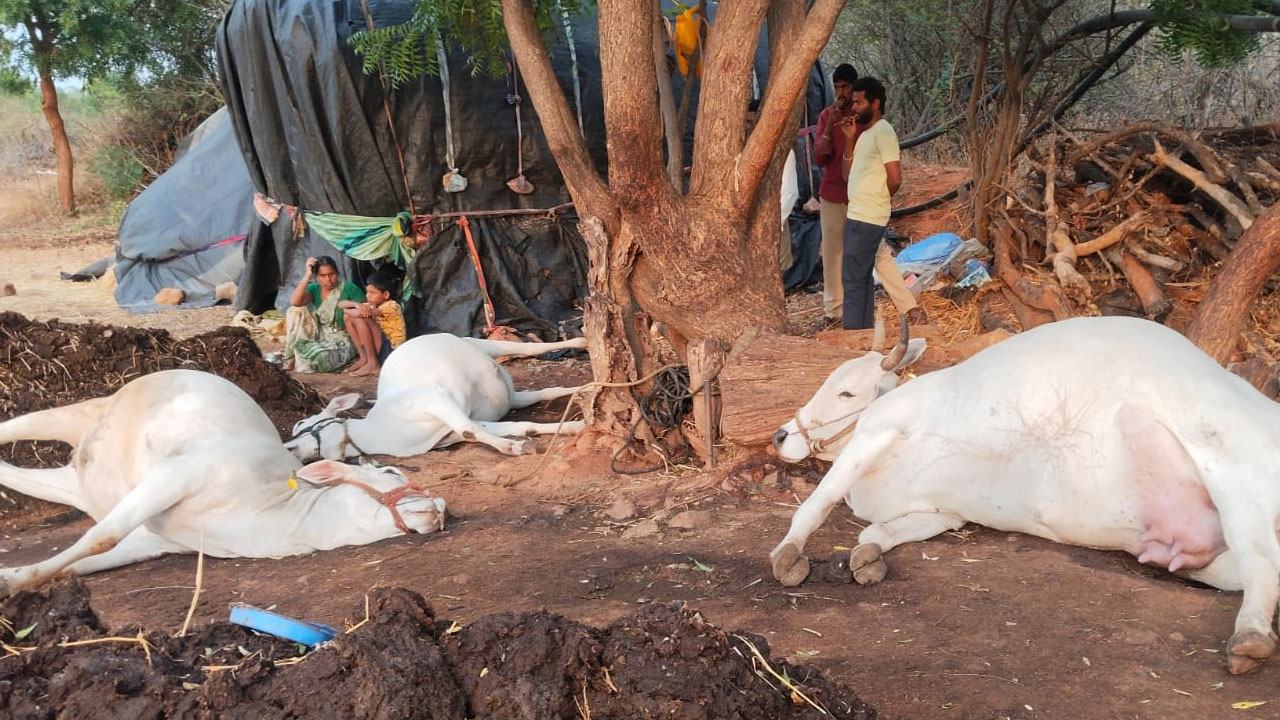 Nagarkurnool | పిడుగుపాటుకు మూడు పశువులు మృతి