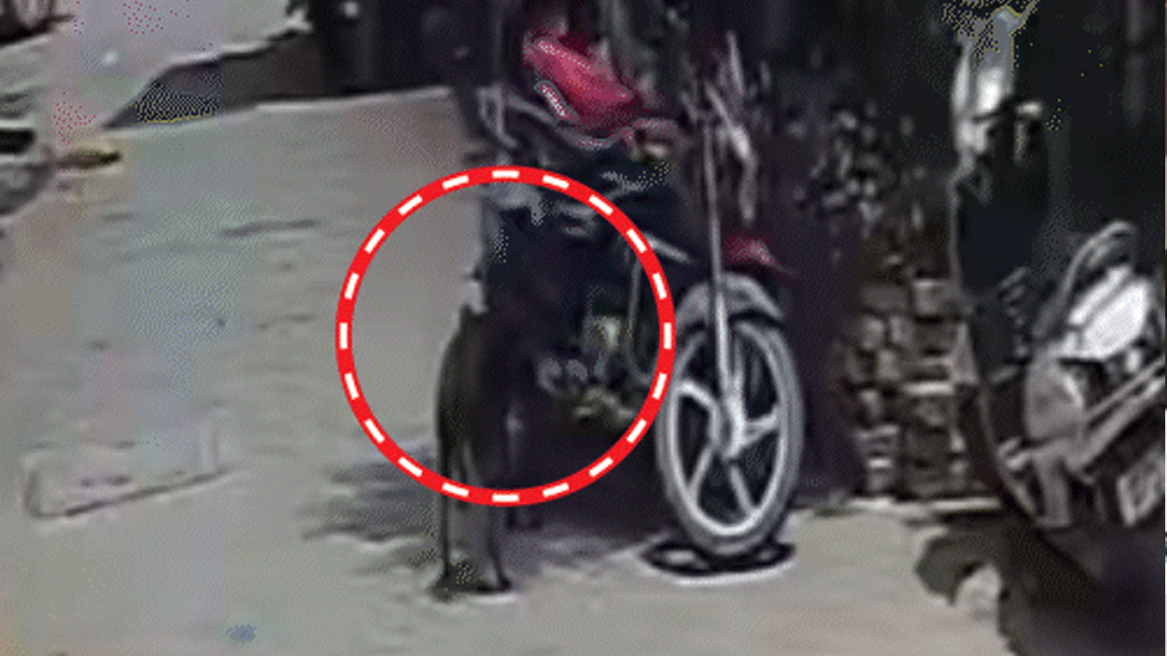 Viral news | లక్ష రూపాయల నగదు సంచిని ఎత్తుకెళ్లిన శునకం..!