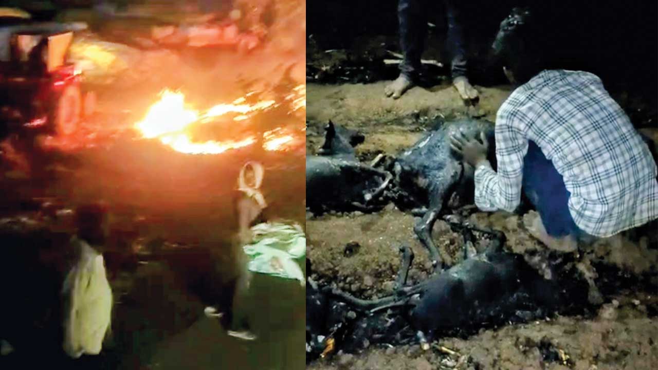 మక్కలు బుగ్గిపాలు
