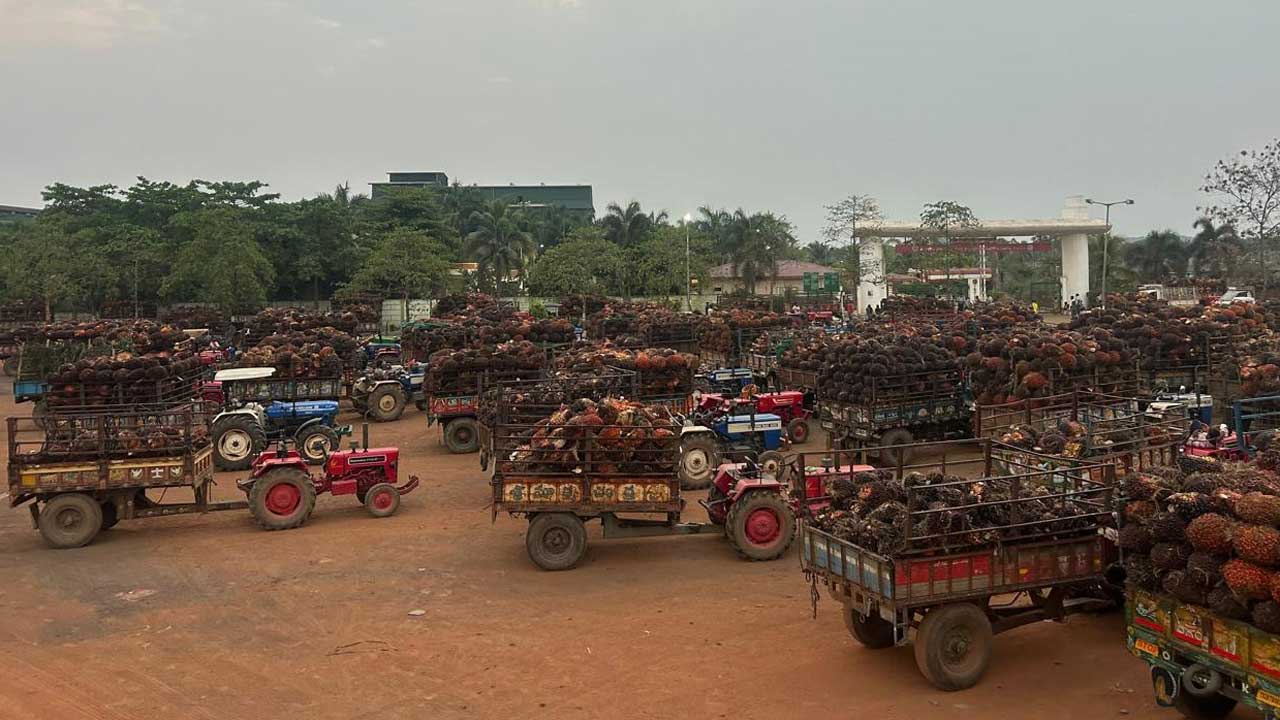 పోటెత్తిన ఆయిల్‌పాం