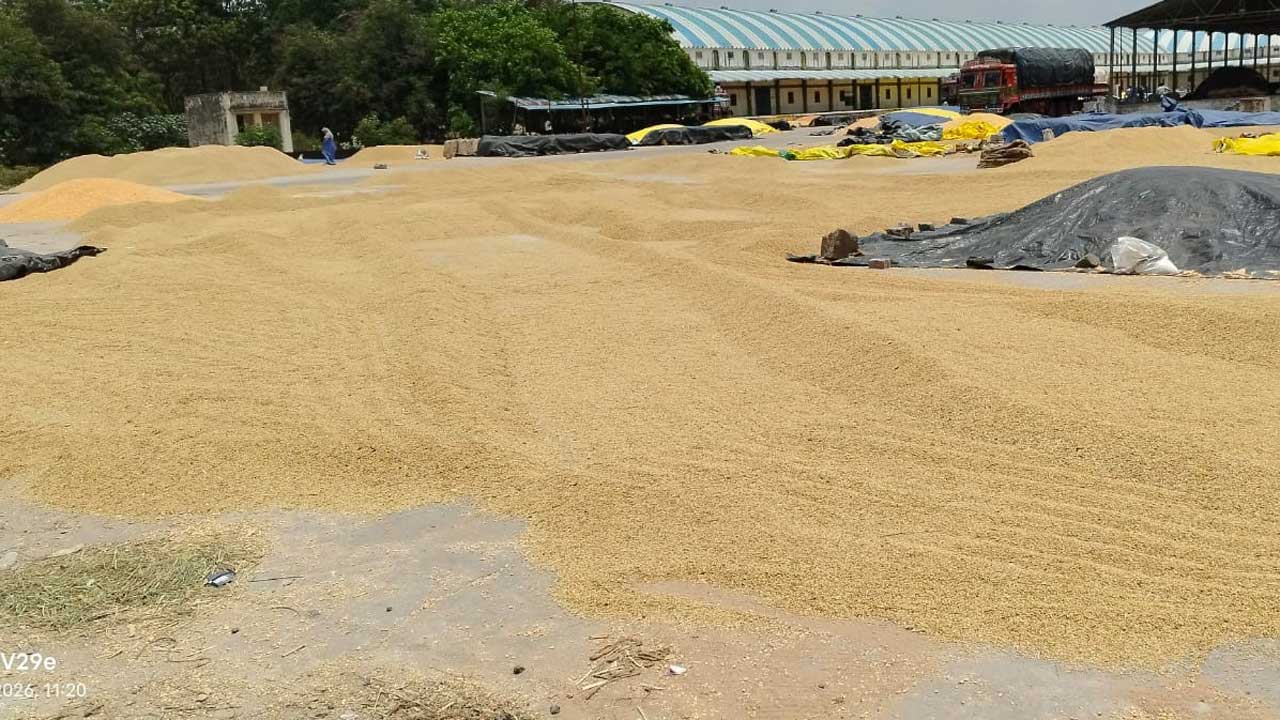 ఎక్కడ చూసినా ధాన్యం రాశులే..!