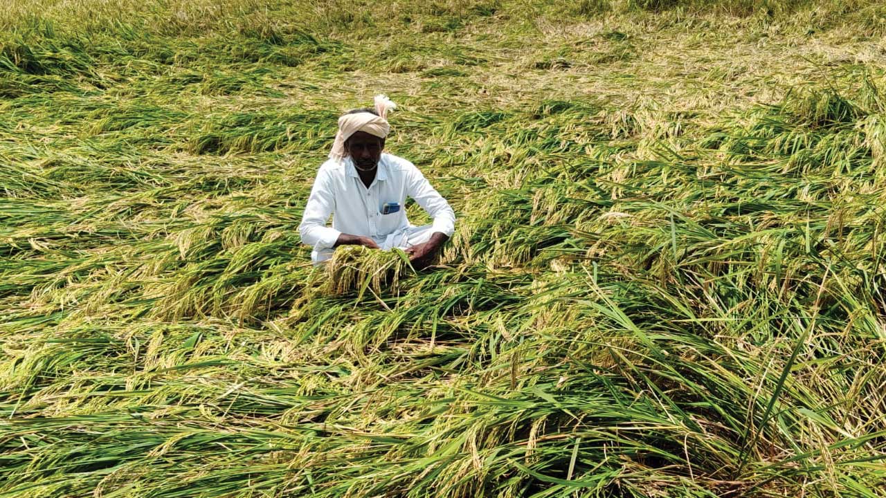అకాల వర్షం.. అపారనష్టం
