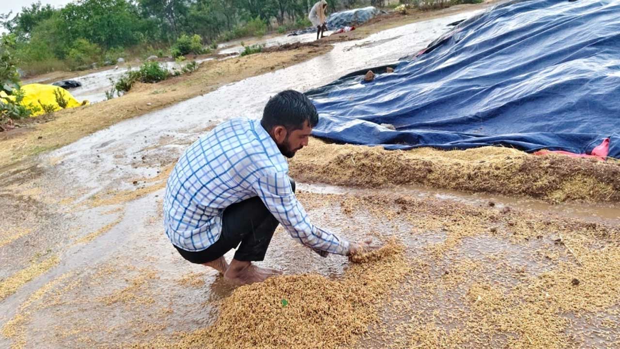 తడిసిన ధాన్యం, మొక్కజొన్న బస్తాలు
